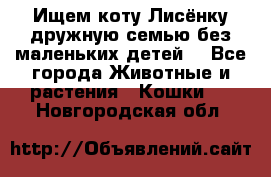 Ищем коту Лисёнку дружную семью без маленьких детей  - Все города Животные и растения » Кошки   . Новгородская обл.